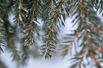 ice and frost covered spruce tree needles on branch