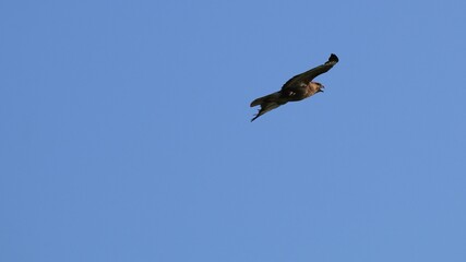 Buzzard side view flying against a light blue sky