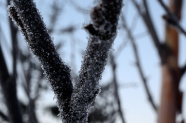ice on birch tree trunk stem