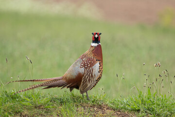 Pheasant who me