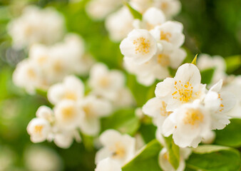 White blooming Jasmine flowers on spring sunny day. Philadelphus.