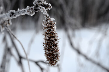frost on birch tree sprout