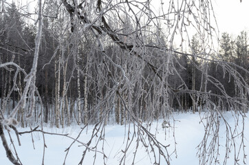 white rime on frozen birch tree branch