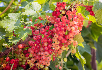 Red currant berries on branch with drops after rain. Ripe red currant close-up as background.