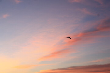  cielo rosado . B.C.S Los cabos 
ubicación : zacatitos .
