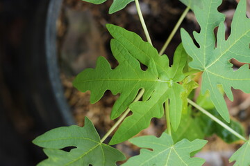 Beautifull leaf of carica papaya in organic garden