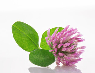 clover leaf and pink clover flower isolated on white background