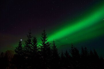 solar flare creates strong vibrant aurora borealis on the winter night sky over forest and trees