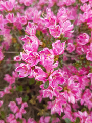 Fototapeta na wymiar Alpine rose (in german Rostblättrige Alpenrose also Rostrote Alpenrose or Rostroter Almrausch) Rhododendron ferrugineum