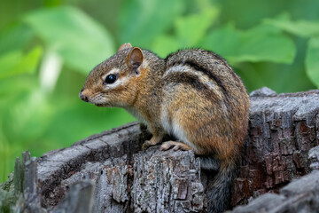 Eastern chipmunk on top of an old stump with blurred green leaves in the background