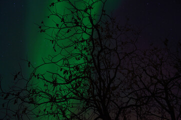 vibrant aurora borealis, northern lights over forest and trees in the arctic winter night
