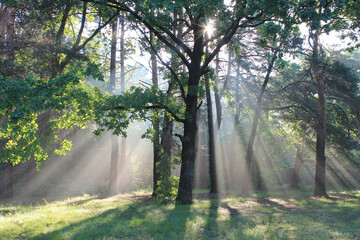 wild forest  in the rays of the rising sun