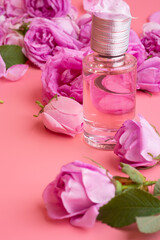  perfume bottle around may roses against pink background. beauty concept