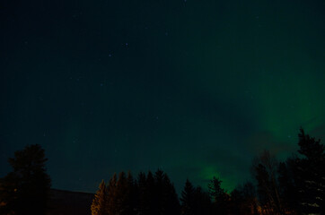 vibrant aurora borealis, northern lights over forest and trees in the arctic winter night