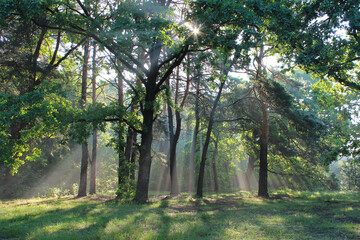 wild forest  in the rays of the rising sun