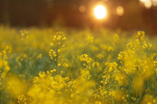 field of yellow flowers - Powered by Adobe