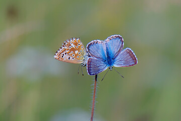 Silbergrüne Bläulinge auf einer Blüte - Männchen und Weibchen des Silbergrünen Bläulings, Polyommatus coridon, auf einer Blüte bei der Balz.