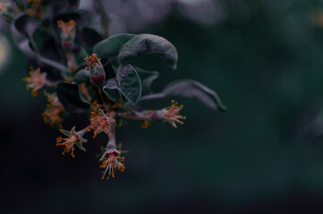 Apple Blossoms at night on the dark blurred background in the Night Garden.