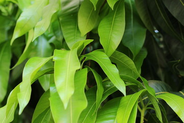 Close up of mango leaf in a sunny day in the Caribbean