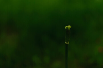 Tulip pistill with no petals on dark green blurred background. Tulipa Triumph.