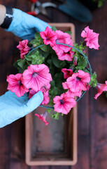 Concetto di giardinaggio. Una donna che pianta la petunia rosa fiorisce in vaso da fiori. Messa a fuoco selettiva.