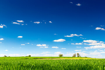 Field of wheat. Rural farm land in a sunny day. Growing wheat is still green. The sky is a clear and intense blue. Argentine Pampa.	