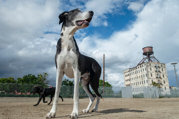 Great dane dog