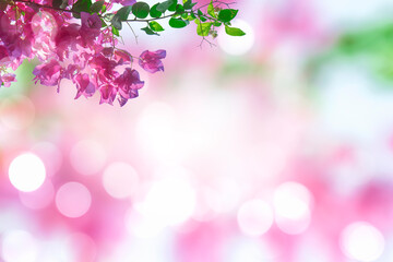 Fuchsia flower blurred background with beautiful bokeh