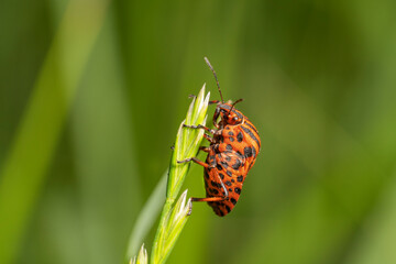 Striped Shield Bug  or Minstrel bug, Graphosoma lineatum. Place for text.