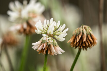 pine cone flower