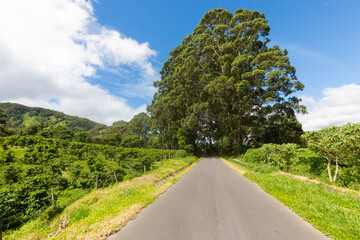 Costa Rica coffee plantations road