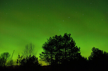 Fototapeta premium Strong vivid and vibrant aurora borealis on the night sky over cold frozen forest in december