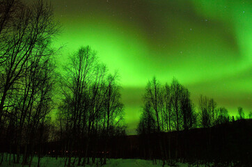 Strong vivid and vibrant aurora borealis on the night sky over cold frozen forest in december