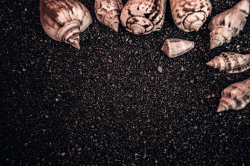 seashells on sand