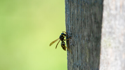 Wasp on wood. One common wasp (yellowjacket) european on wood with green background.