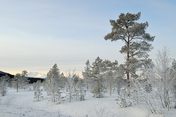thick ice cover trees and plants in arctic circle after extreme cold with blue sky and snow