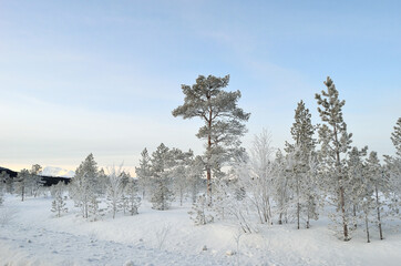 thick ice cover trees and plants in arctic circle after extreme cold with blue sky and snow