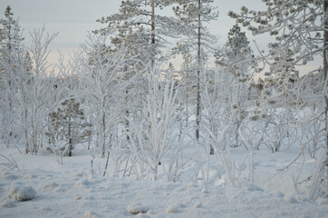 thick ice cover trees and plants in arctic circle after extreme cold with blue sky and snow