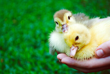 Two cute duckling in the arms of a child. Bokeh Place for text.