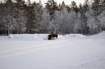moose mother and two calfs feeding on hay bale in extreme cold snowy winter with frost covered forest in background