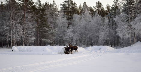 moose mother and two calfs feeding on hay bale in extreme cold snowy winter with frost covered forest in background