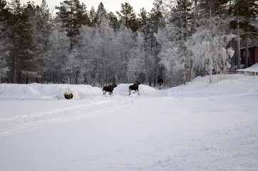 Fototapeta premium moose mother and two calfs running into the frost covered forest in the arctic circle