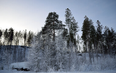 Frost covered trees in winter with clear sky background