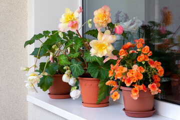 Different types of begonias with lush bright flowers in pots on the balcony