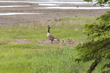 canada goose on the beach