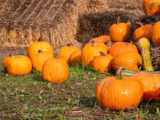 A close up of the orange fresh pumpkins laying on a ground.