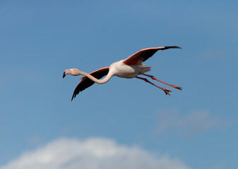 Obraz premium Beautiful Flamingos on the Rhine Delta in France
