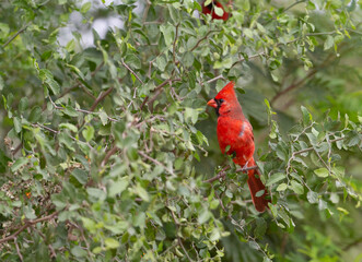Male Northern Cardinal in Southern Florida