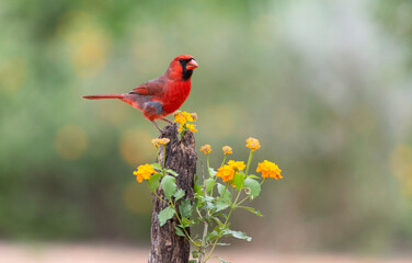 Male Northern Cardinal in Southern Florida