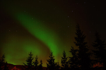 Fototapeta na wymiar Beautiful aurora borealis, northern light on the night sky with tree in front